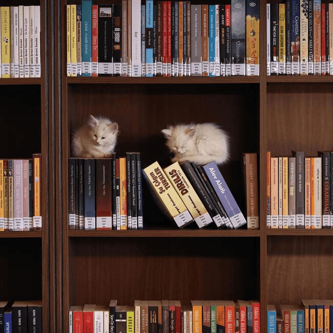 Katie Zhong banner image